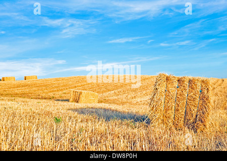 Balle di fieno nei campi dal Portogallo Foto Stock