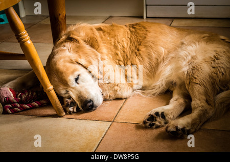 Il golden retriever cane dormire sul pavimento della cucina in UK Foto Stock