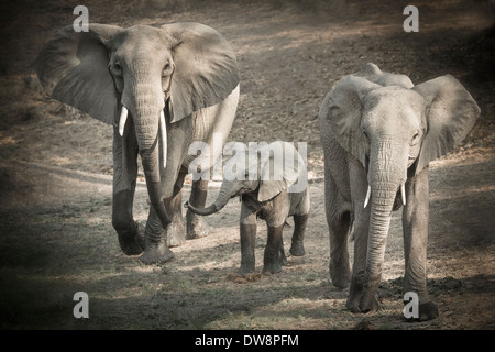 Zambia, Lower Zambezi National Park, l'elefante africano (Loxodonta africana) famiglia camminano.