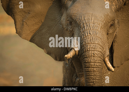 Zambia, Lower Zambezi National Park, l'elefante africano (Loxodonta africana) ritratto coperti di fango.