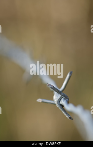 Unico dettaglio su un filo spinato gancio su una nuova zincata recinzione cablata per arrestare persone vagare nei campi e giardini Foto Stock