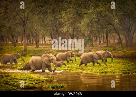 Zambia, Lower Zambezi National Park, l'elefante africano (Loxodonta africana) allevamento allevamento attraversando le paludi.