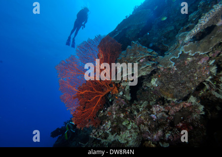 Subacqueo e gorgonie rosse ventilatore, Subergorgia mollis o Annella mollis, Dumbea Pass, Noumea, Nuova Caledonia, Sud Pacifico Foto Stock