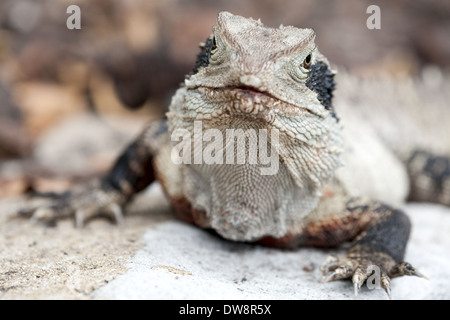 Eastern Water Dragon, Intellagama lesueurii lesueurii precedentemente Physignathus lesueurii, specie protette, Manly, Sydney, Australia Foto Stock