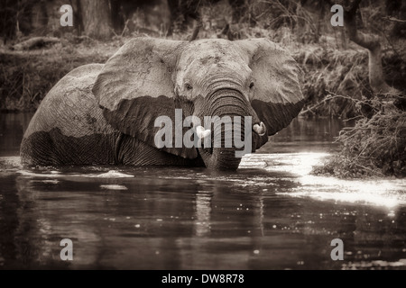 Zambia, Lower Zambezi National Park, l'elefante africano (Loxodonta africana) bull guadare attraverso le acque poco profonde dello Zambesi