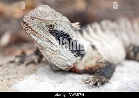 Eastern Water Dragon, Intellagama lesueurii lesueurii precedentemente Physignathus lesueurii, specie protette, Manly, Sydney, Australia Foto Stock