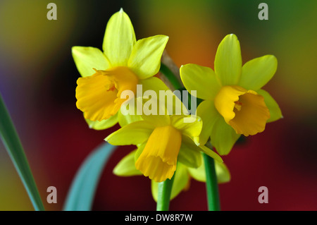 Tre dwarf daffodil fiorisce in primavera REGNO UNITO Foto Stock