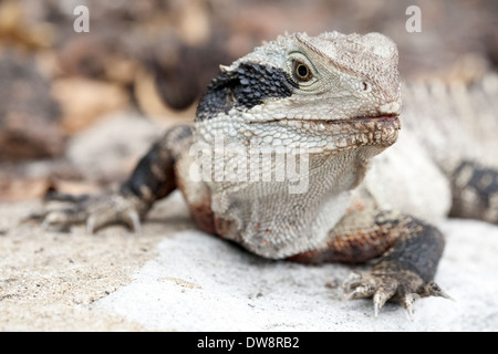 Eastern Water Dragon, Intellagama lesueurii lesueurii precedentemente Physignathus lesueurii, specie protette, Manly, Sydney, Australia Foto Stock