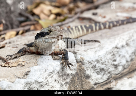 Eastern Water Dragon, Intellagama lesueurii lesueurii precedentemente Physignathus lesueurii, specie protette, Manly, Sydney, Australia Foto Stock