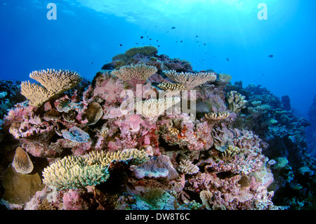 Estremamente diverse Coral reef, Fugavea Pass, Uvea Isola, Wallis e Futuna, Sud Pacifico Foto Stock