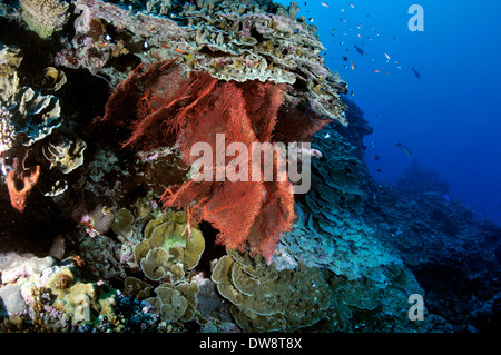 Red gorgonia Subergorgia ventola o Annella mollis tra un estremamente diverse Coral reef, Fugavea Pass, isola di Wallis, Wallis & Futuna Foto Stock