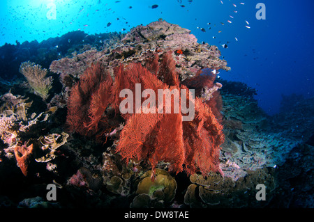 Red gorgonia Subergorgia ventola o Annella mollis tra un estremamente diverse Coral reef, Fugavea Pass, isola di Wallis, Wallis & Futuna Foto Stock