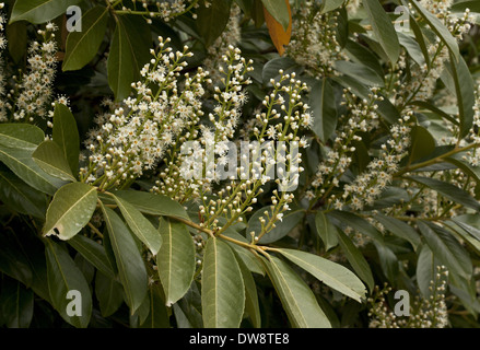 Cherry Laurel (Prunus laurocerasus) close-up di fiori Francia Marzo Foto Stock