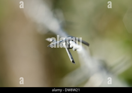 Unico dettaglio su un filo spinato gancio su una nuova zincata recinzione cablata per arrestare persone vagare nei campi e giardini Foto Stock