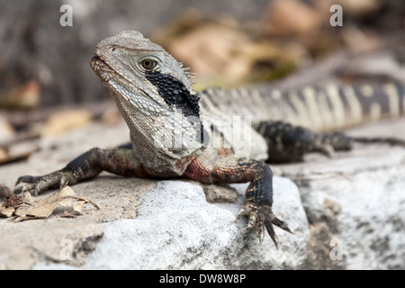 Eastern Water Dragon, Intellagama lesueurii lesueurii precedentemente Physignathus lesueurii, specie protette, Manly, Sydney, Australia Foto Stock