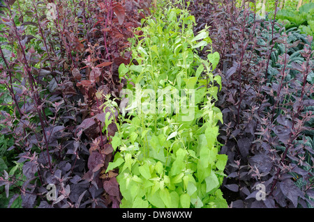 Orach rosso Foto Stock