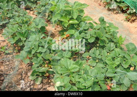 Piante di fragola Foto Stock
