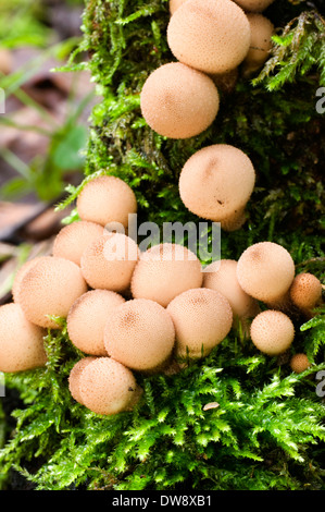 A forma di pera Puffball Foto Stock