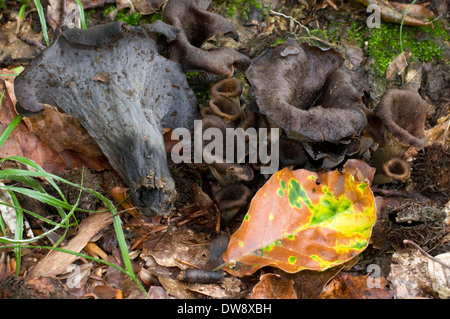 La tromba della morte Foto Stock