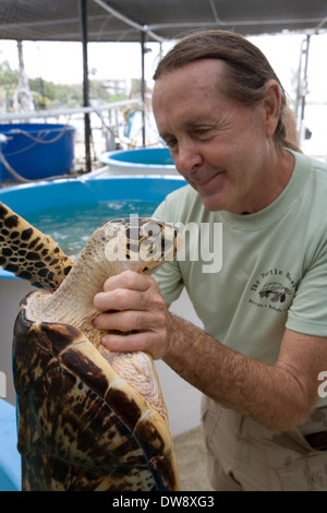 Una tartaruga embricata che si sta riprendendo da un ferito pinna al Turtle Hospital, maratona facility, Florida, Stati Uniti d'America Foto Stock