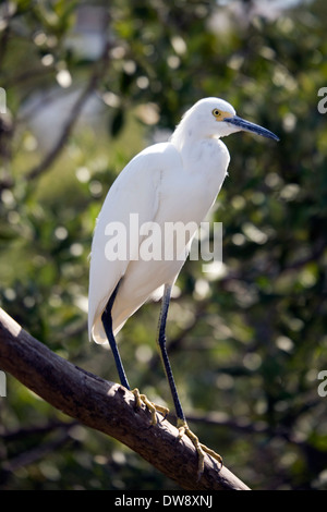 Snowy garzetta, Florida di uccelli selvatici in centro, Tavernier, Florida, Stati Uniti d'America Foto Stock