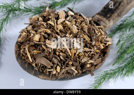 Radix asparagi Foto Stock