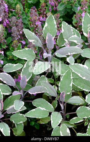 Salvia comune, giardino salvia Foto Stock