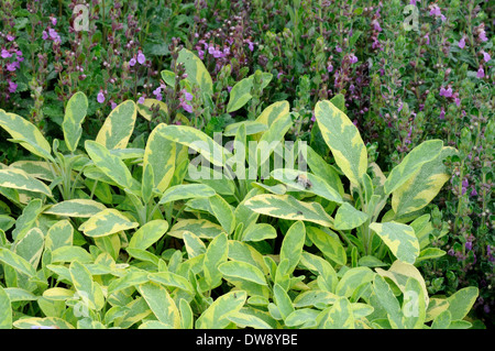 Salvia comune, giardino salvia Foto Stock