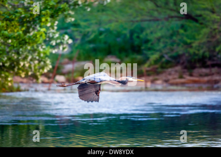 Airone cenerino in volo sopra il lago Foto Stock