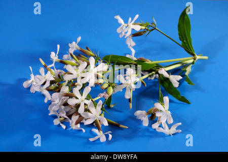 Saponaria officinalis Foto Stock