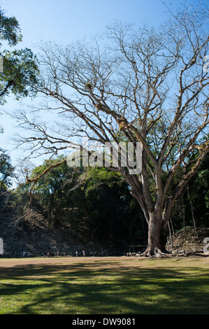 Un gigante di Ceiba albero a Ruinas de Copán in Honduras Foto Stock