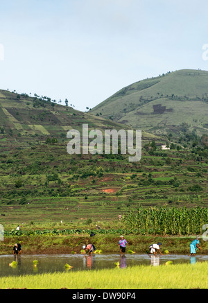 Campo di risone di coltivazione in Madagascar centrale. Foto Stock