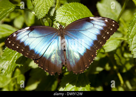 Butterfly al Key West Butterfly & Natura Conservatorio, Key West, Florida, Stati Uniti d'America Foto Stock