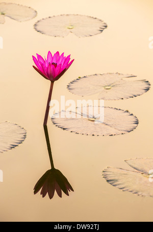 Di un bel colore rosa ninfee closeup Foto Stock