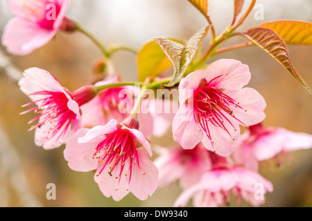 Rosa sakura sbocciare fiori close-up Foto Stock