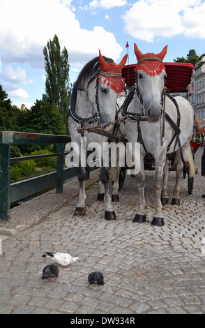 Cavalli con decorazioni su la testa Foto Stock