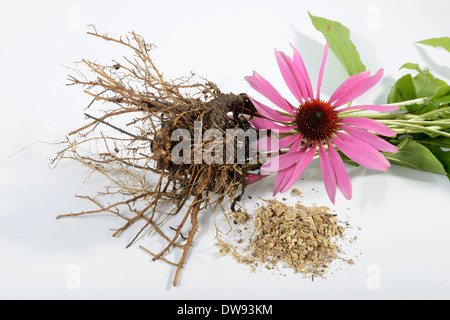 Purple Coneflower Foto Stock