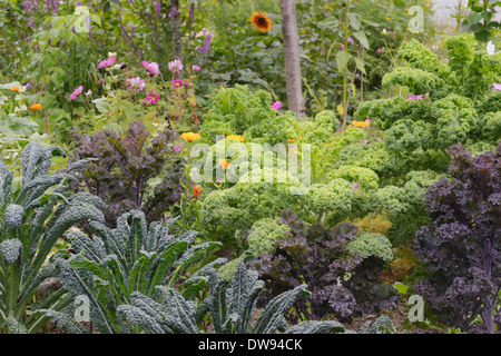 Le piante di cavolo riccio, "Nero di Toscana', 'Scarlet Curly' e 'Starbor' in un giardino con fiori misti, frutta alberi e cespugli, Wales, Regno Unito. Foto Stock