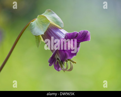 Edera messicano (Cobaea scandens), fiore, Turingia, Germania Foto Stock