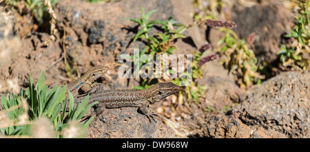 Due canarini lucertole (Gallotia galloti) crogiolarvi al sole su una roccia, endemico delle Canarie, Tenerife, Isole Canarie, Spagna Foto Stock