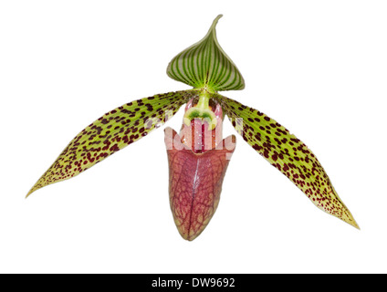 La Sukhakul Paphiopedilum orchidea (Paphiopedilum sukhakulii), Chiang Mai Provincia, Thailandia Foto Stock