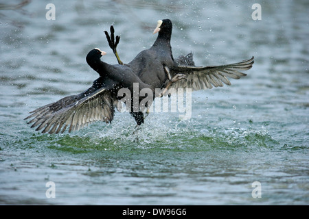 Eurasian folaga (fulica atra), due maschi a combattere in acqua, il Luisenpark, Mannheim, Baden-Württemberg, Germania Foto Stock