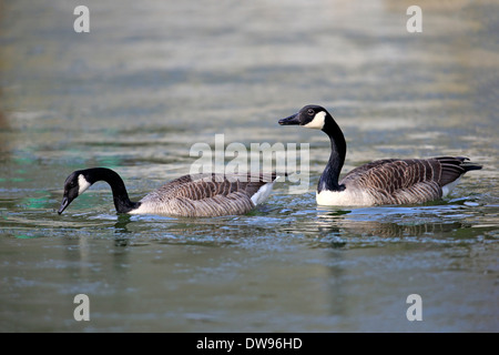 Canada Goose (Branta canadensis), Adulto, giovane, il nuoto, il Luisenpark, Mannheim, Baden-Württemberg, Germania Foto Stock