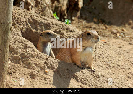 Nero-tailed i cani della prateria (Cynomys ludovicianus), adulti con i giovani, a scavano, captive, Baden-Württemberg, Germania Foto Stock