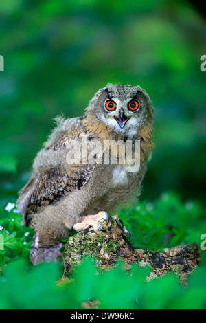 Gufo reale (Bubo bubo), giovane uccello, chiamando, Eifel, Germania Foto Stock