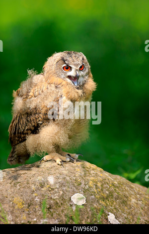 Gufo reale (Bubo bubo), giovane uccello, chiamando, Eifel, Germania Foto Stock