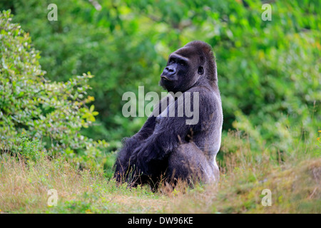 Pianura occidentale (Gorilla Gorilla gorilla gorilla), Adulto, maschio, Apeldoorn, Paesi Bassi Foto Stock