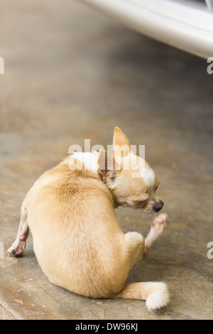 Femmina pelo corto chihuahua cane Foto Stock