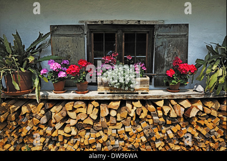 Windows dietro un woodpile e fiori in Markus Wasmeier / Farm e sport invernali Museum, Neuhaus, Schliersee, Alta Baviera Foto Stock