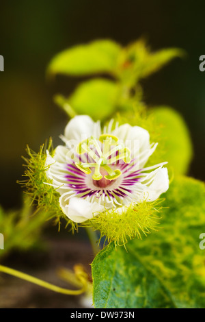 Soft-focalizzata fotografia di un tropicale selvaggia (Passiflora Passiflora incarnata) crescente selvatici in Thailandia Foto Stock